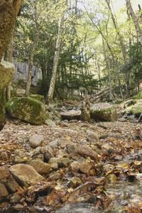 Un viaje al corazón del otoño en Canencia