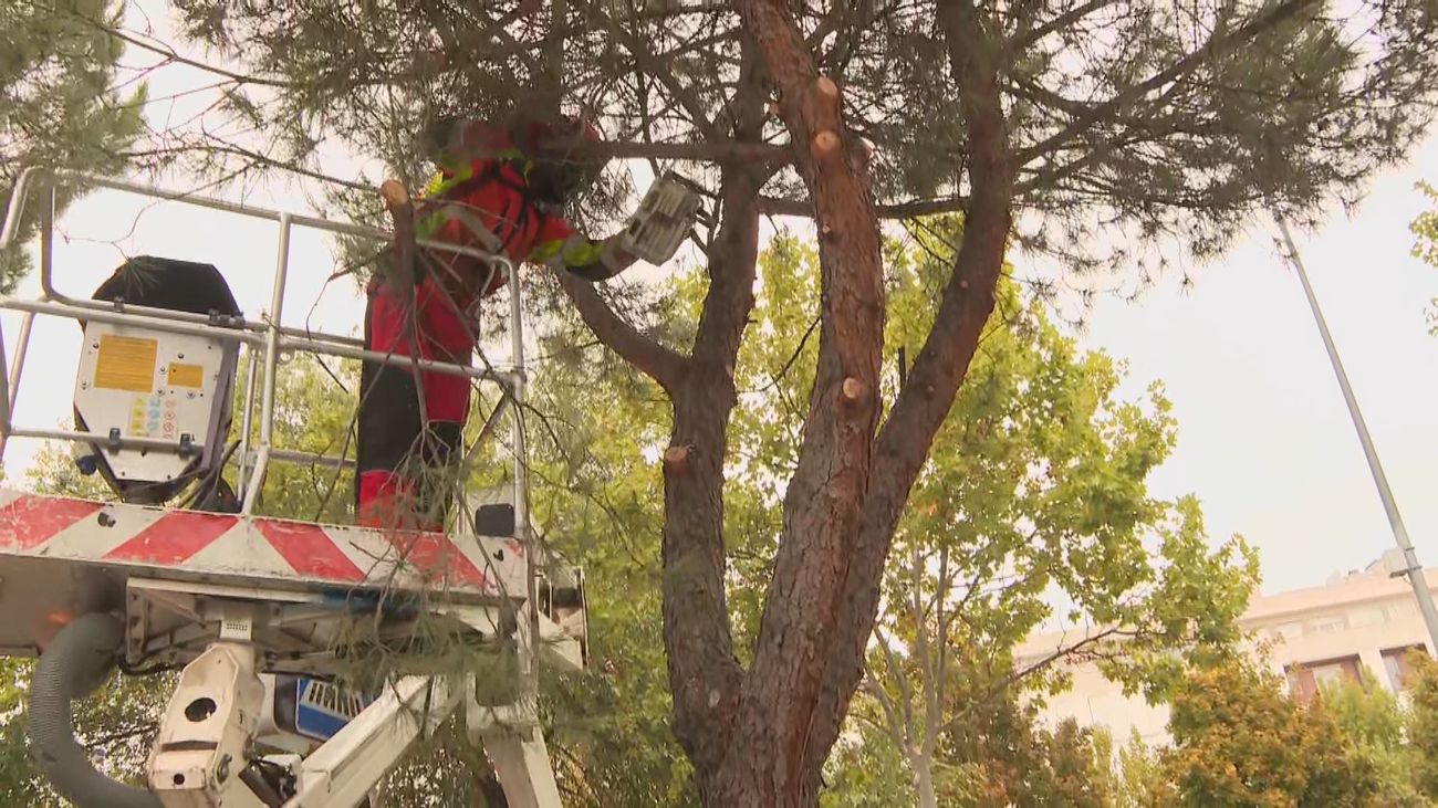 Alcalá de Henares inicia la campaña de poda: "Cada árbol tiene un seguimiento individualizado"