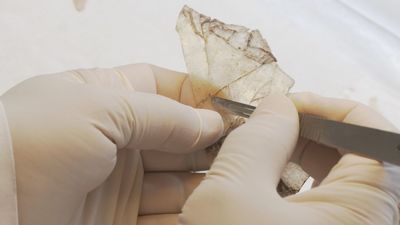 El Museo Arqueológico y Paleontológico de Madrid celebra su 25 aniversario