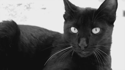 Prohibido adoptar gatos negros  por Halloween