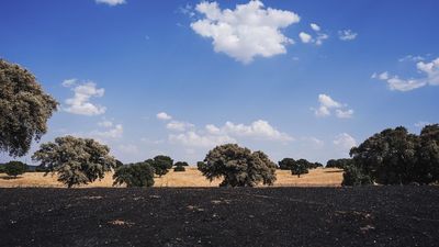 Más de 400.000 euros para restaurar 116 hectáreas afectadas por el incendio de Tres Cantos