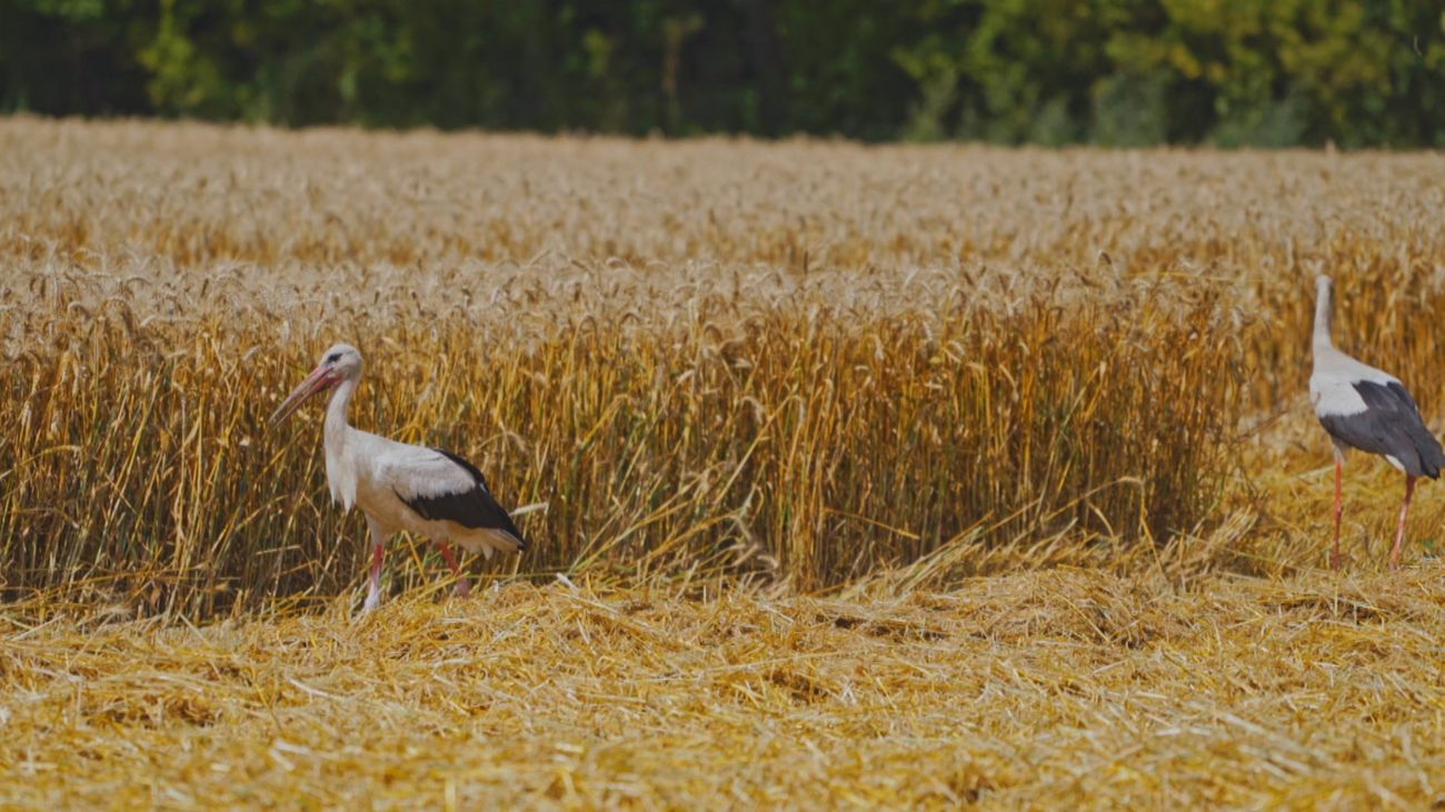 Cosechamos cereal en noviembre con el objetivo de fomentar la presencia de aves esteparias