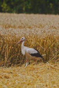 Cosechamos cereal en noviembre con el objetivo de fomentar la presencia de aves esteparias