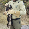 Rescatado en Colmenar Viejo un ejemplar joven de águila imperial herida