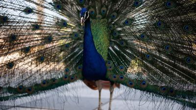 Registrado un caso de gripe aviar en la capital en un pavo de El Retiro