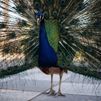 Registrado un caso de gripe aviar en la capital en un pavo de El Retiro