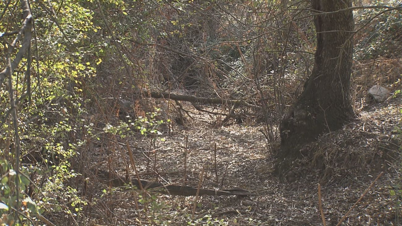 Localidades madrileñas piden a la Confederación del Tajo limpiar los cauces