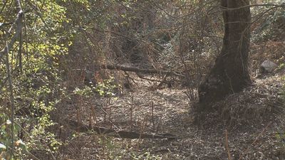 Localidades madrileñas piden a la Confederación del Tajo limpiar los cauces