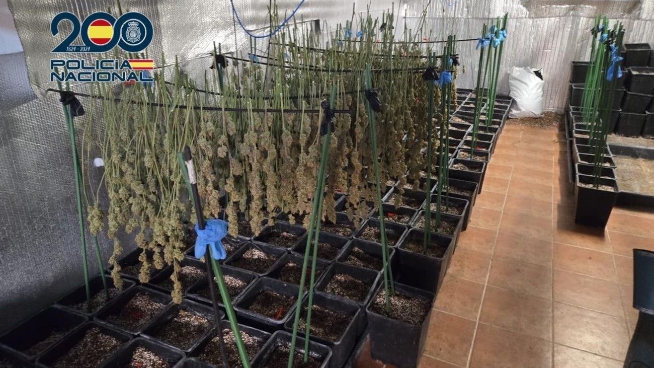 Desarticulada una plantación de cultivo intensivo de cannabis de más de 800 plantas en Toledo