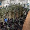 Desarticulada una plantación de cultivo intensivo de cannabis de más de 800 plantas en Toledo