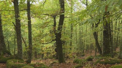El Castañar de Rozas de Puerto Real se tiñe de otoño: un espectáculo natural a poco más de una hora de Madrid