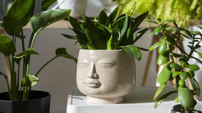 Madrid florece este fin de semana con más de 150 variedades de plantas desde menos de un euro