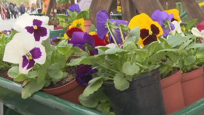 El Ayuntamiento de Madrid renueva sus parques y jardines con casi 800.000 flores