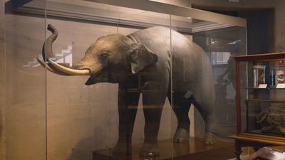 La mascota de Carlos III: un elefante que hoy se encuentra expuesto en el Museo Nacional de Ciencias Naturales