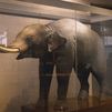 La mascota de Carlos III: un elefante que hoy se encuentra expuesto en el Museo Nacional de Ciencias Naturales