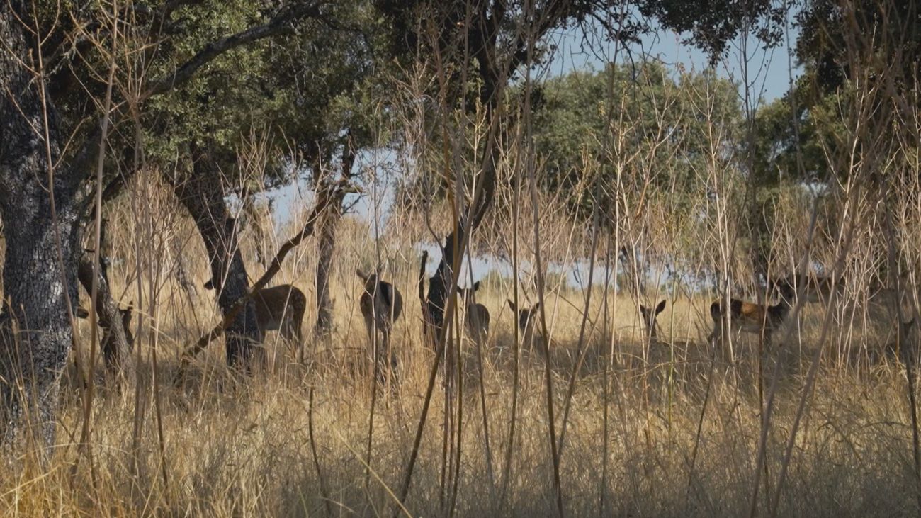 El monte de El Pardo y la corona vinculados durante siete siglos como Cazadero Real