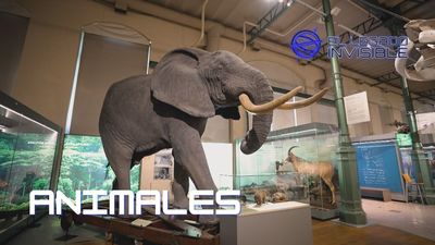 El Legado Invisible: animales