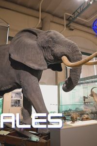 El Legado Invisible: animales