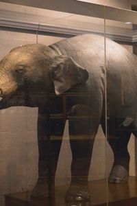 La mascota de Carlos III: un elefante que hoy se encuentra expuesto en el Museo Nacional de Ciencias Naturales