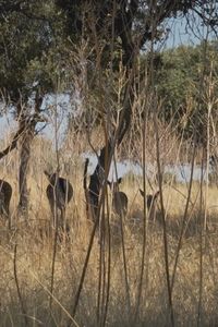 El monte de El Pardo y la corona vinculados durante siete siglos como Cazadero Real
