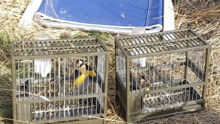 Pillado mientras cazaba ilegalmente jilgueros con pegamento en Alalpardo