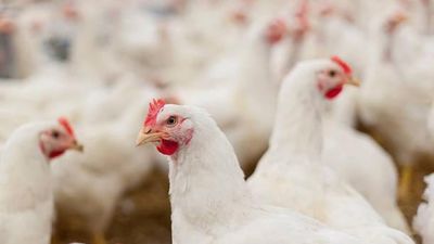 Alerta por gripe aviar: estos son los 16 municipios de Madrid que han confinado a sus gallinas