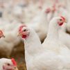 Alerta por gripe aviar: estos son los 16 municipios de Madrid que han confinado a sus gallinas