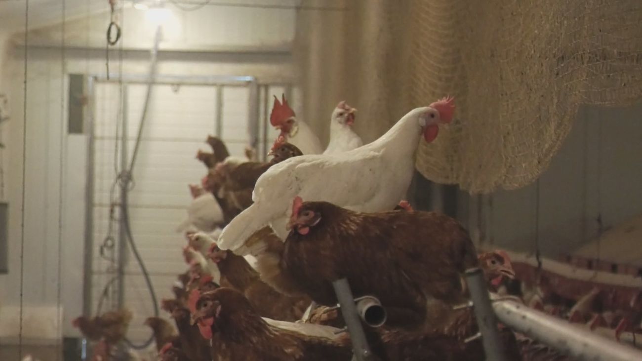 La Comunidad pide al Gobierno que extienda el confinamiento de aves de corral a todas las explotaciones España