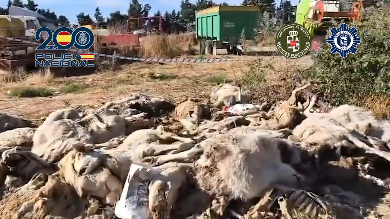 Detenido en Parla por matar y maltratar a decenas de sus ovejas