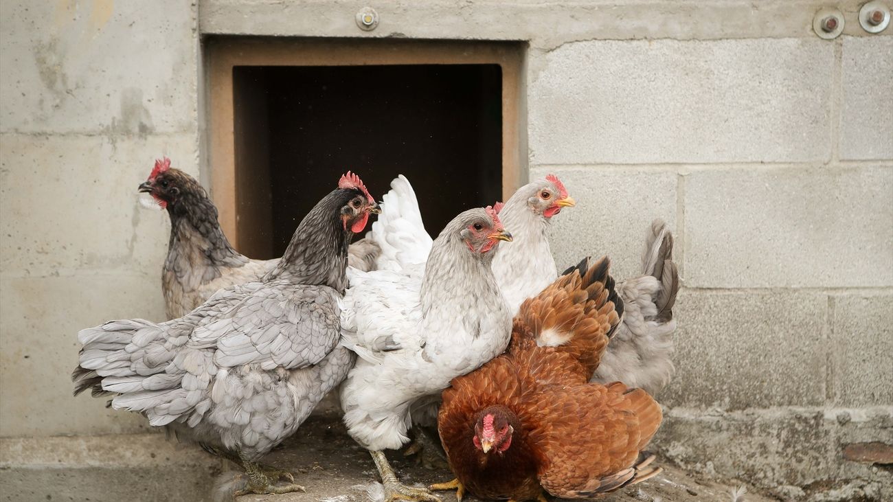 El Gobierno decreta el confinamiento de todas las aves de corral criadas al aire libre