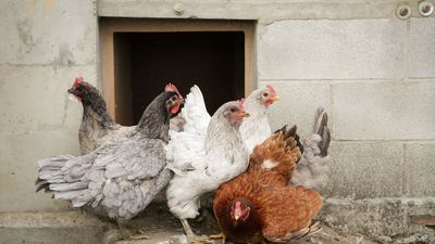 El Gobierno decreta el confinamiento de todas las aves de corral criadas al aire libre