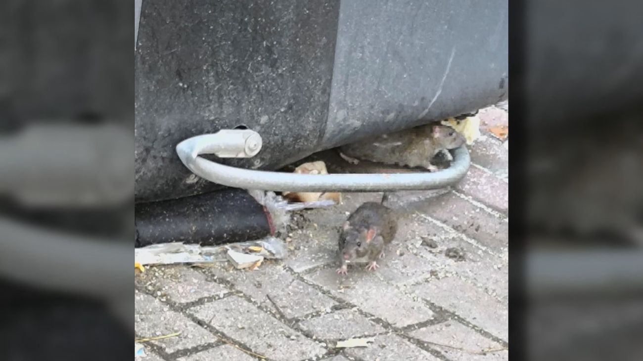 Denuncian una plaga de roedores en los contenedores de basura de Entrevías: "Las ratas ya nos saludan"