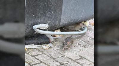 Denuncian una plaga de roedores en los contenedores de basura de Entrevías: "Las ratas ya nos saludan"