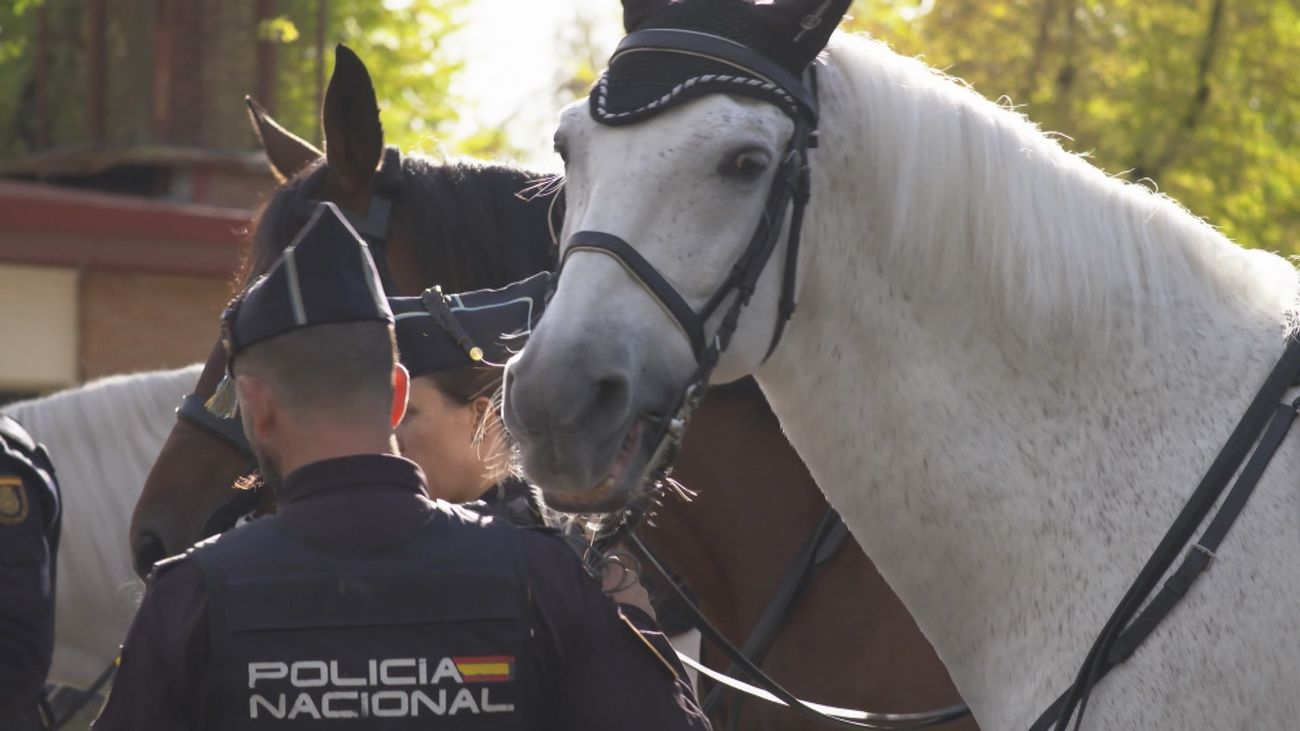 El perfecto binomio entre la Policía Nacional y sus caballos