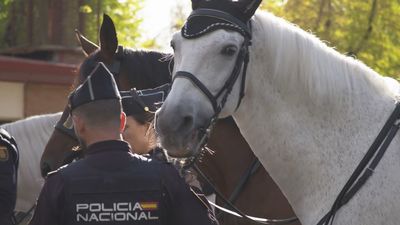 El perfecto binomio entre la Policía Nacional y sus caballos