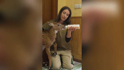 Nace una cría de Nilgo en Safari Madrid, el antílope más grande de Asia