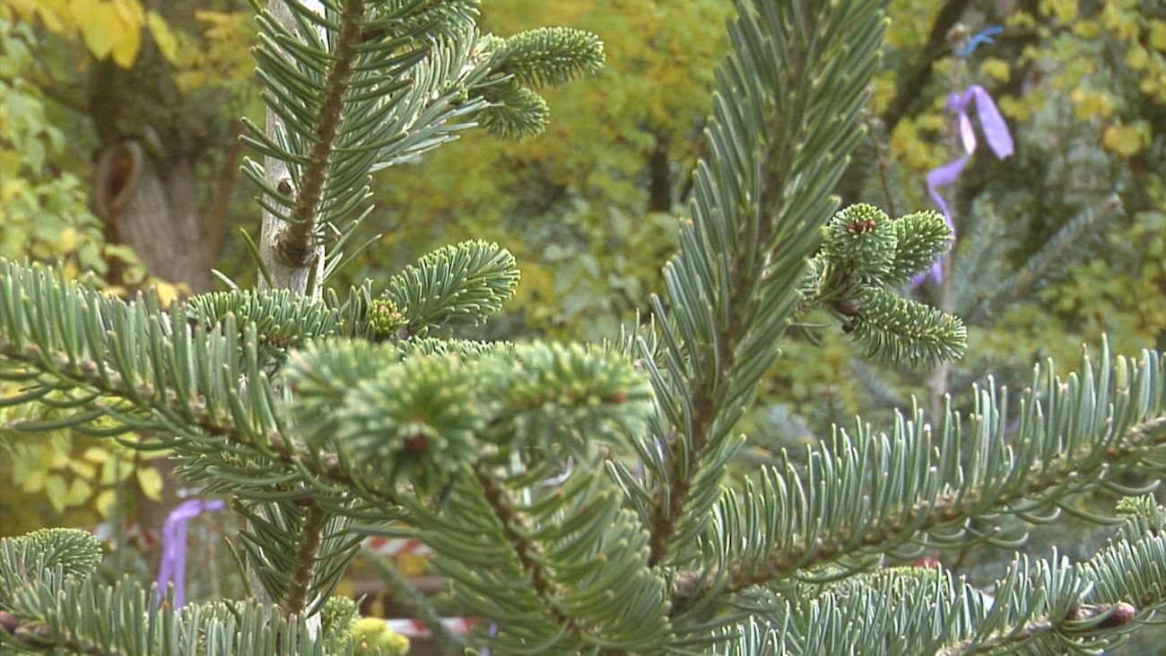 Los estudiantes de la UPM reinician su campaña navideña de venta de abetos naturales
