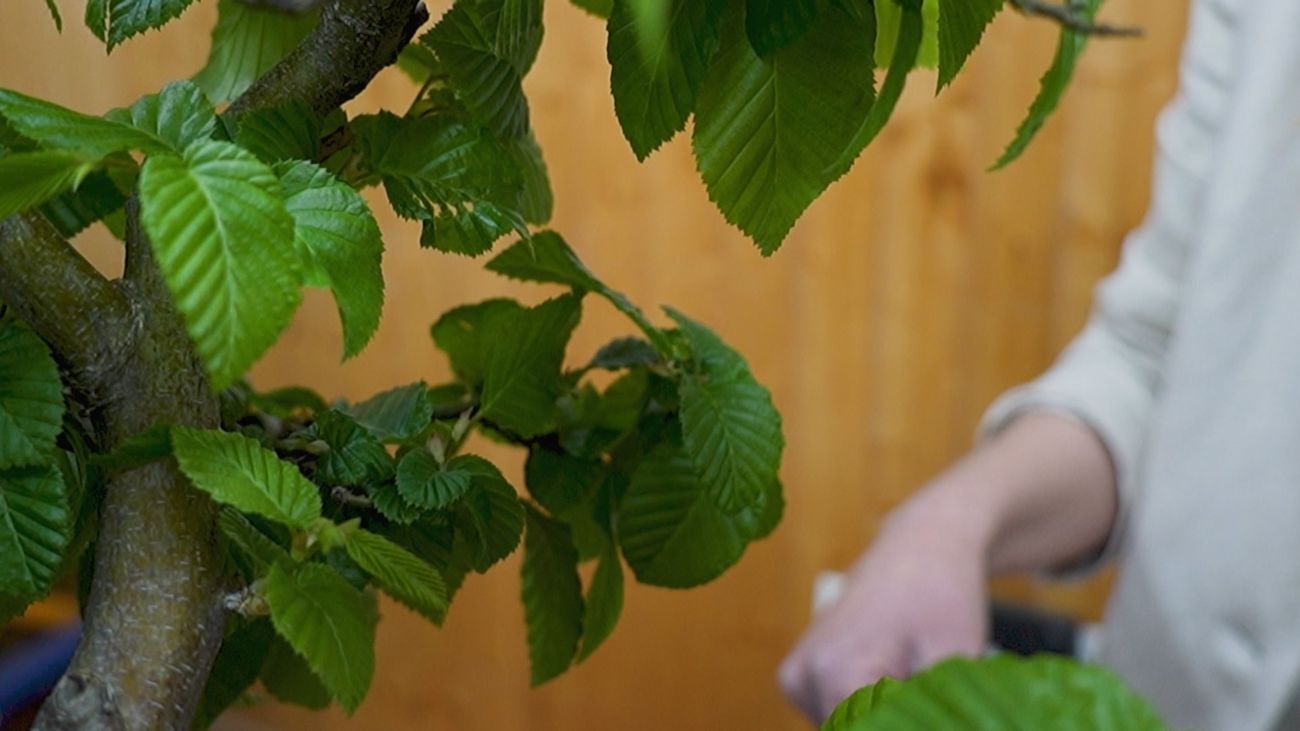 El arte del bonsái se desarrolla entre las paredes de su hogar