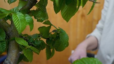 El arte del bonsái se desarrolla entre las paredes de su hogar