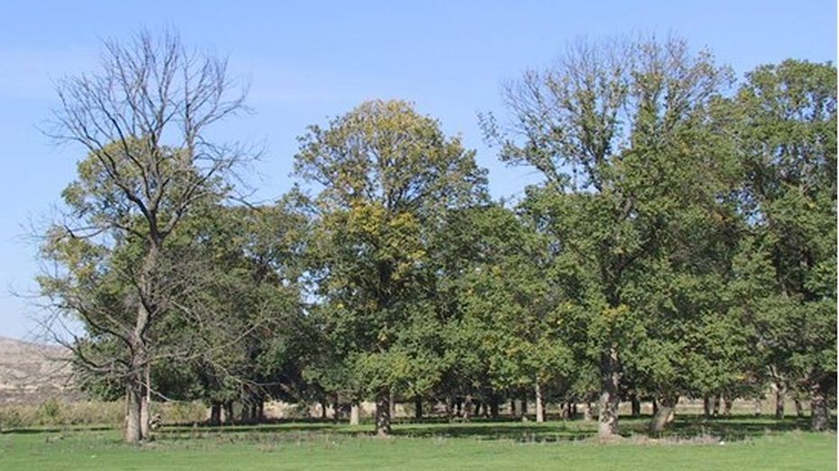 Investigadores de la UPM y CSIC secuencian el genoma del olmo común para salvarlo de su desaparición