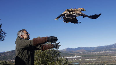 Crece en Madrid la población de águila imperial, con 109 parejas censadas