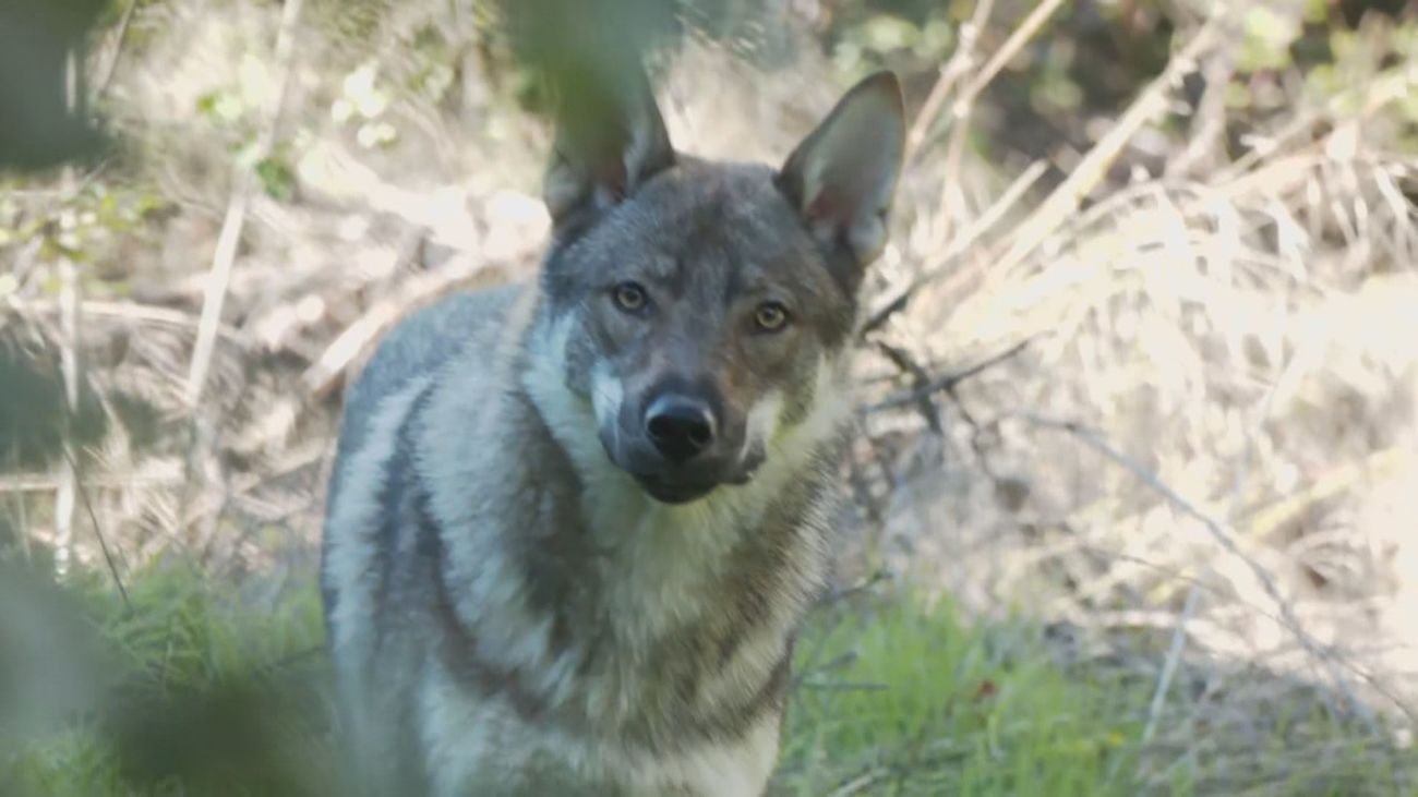 Atemorizados por una jauría de cinco perros lobos sueltos en Pelayos de la Presa