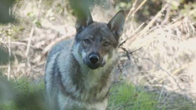 Atemorizados por una jauría de cinco perros lobos sueltos en Pelayos de la Presa