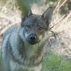 Atemorizados por una jauría de cinco perros lobos sueltos en Pelayos de la Presa
