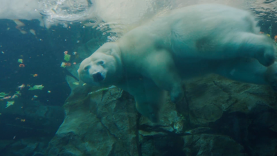 Manitoba es la capital de los osos polares