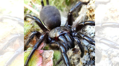 Ayuda ciudadana para hacer el seguimiento de la araña más grande de España