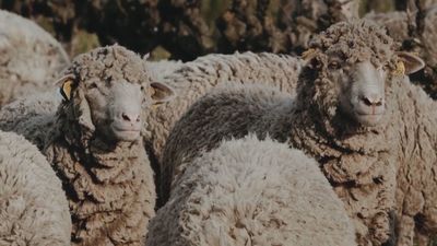 Alianza por la lana: la reivindicación de las tradiciones en tiempos de redes sociales