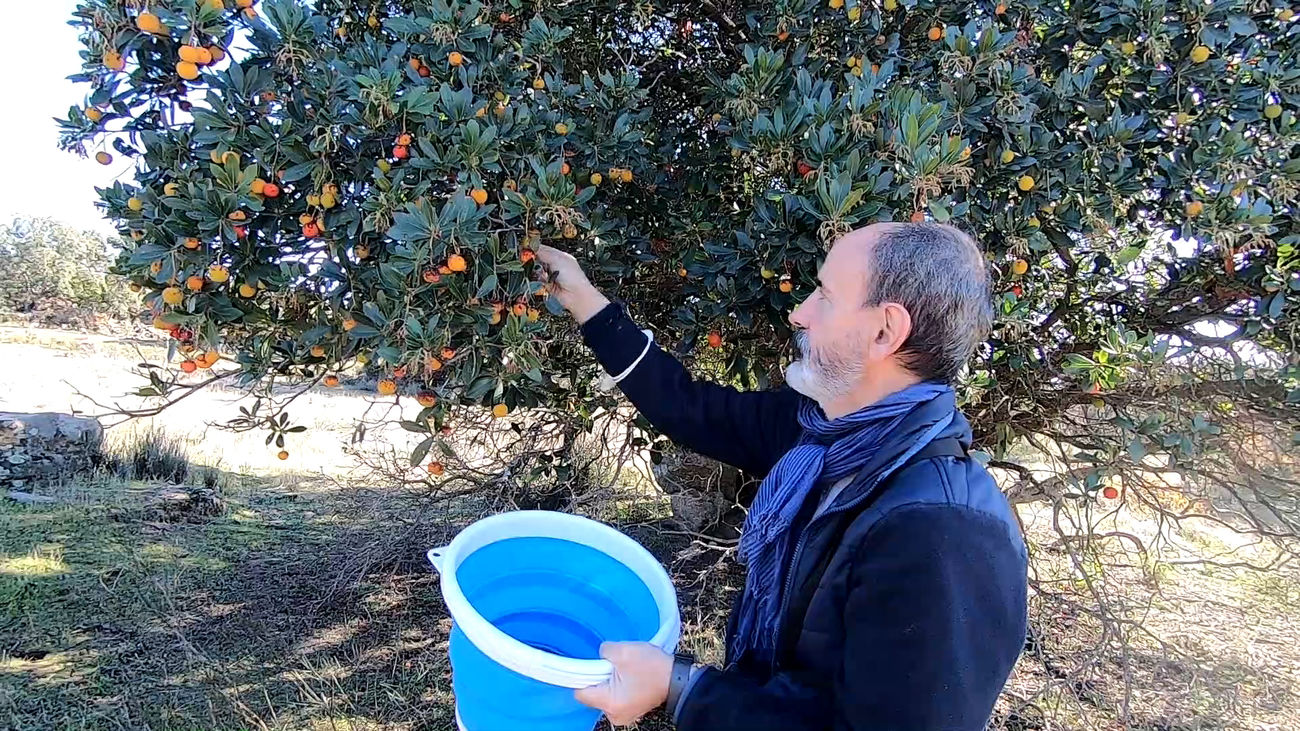Recolección de madroños en una finca experimental del IMIDRA, en Arganda del Rey