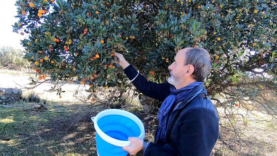 Los madroños: de los bosques de Madrid, a la cocina