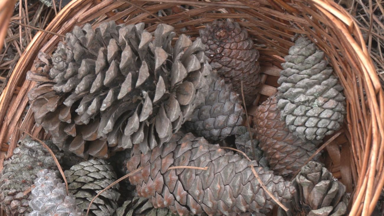 Comienza la temporada para calentarse con el bosque: el aprovechamiento del pinar de Guadarrama